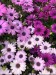 Osteospermum Ecklonis Mix - Image 2